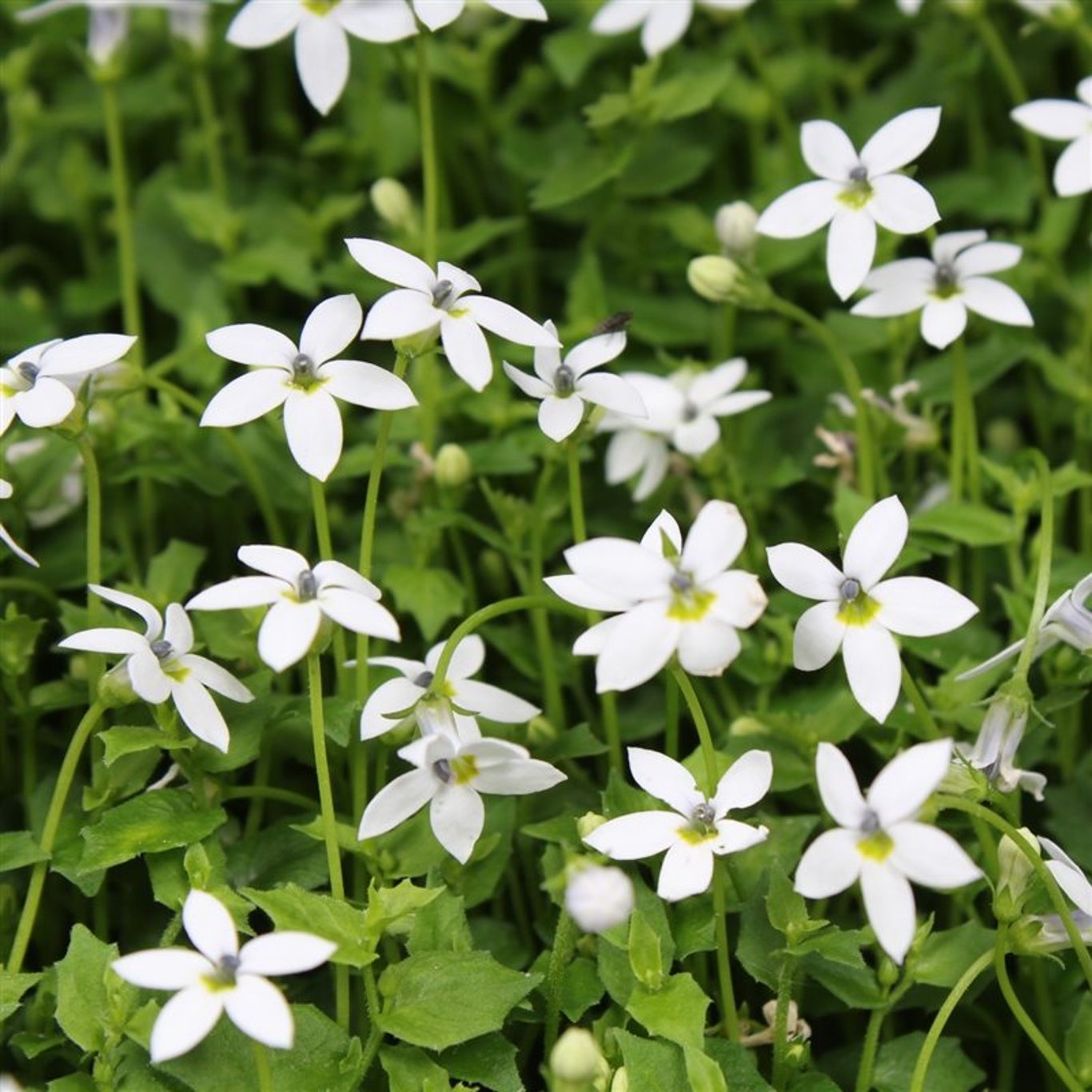 Isotoma fluviatilis 'Alba' - P11